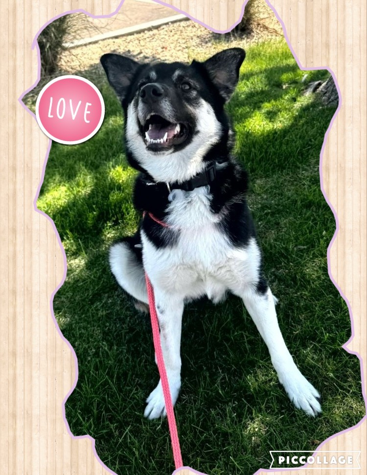 Betty, an adoptable Australian Kelpie, Siberian Husky in Jerome, ID, 83338 | Photo Image 6
