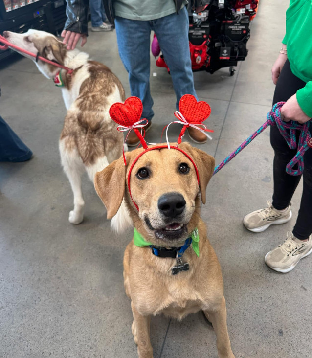 OLIVER, an adoptable Labrador Retriever in Jerome, ID, 83338 | Photo Image 2