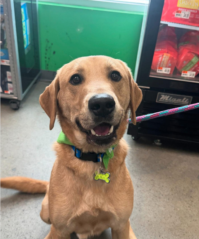 OLIVER, an adoptable Labrador Retriever in Jerome, ID, 83338 | Photo Image 3