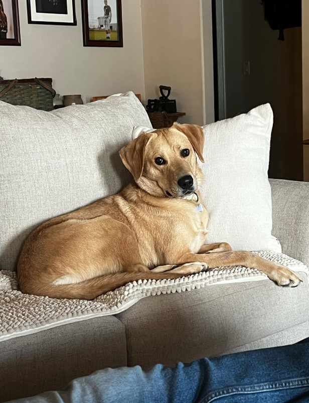 OLIVER, an adoptable Labrador Retriever in Jerome, ID, 83338 | Photo Image 4