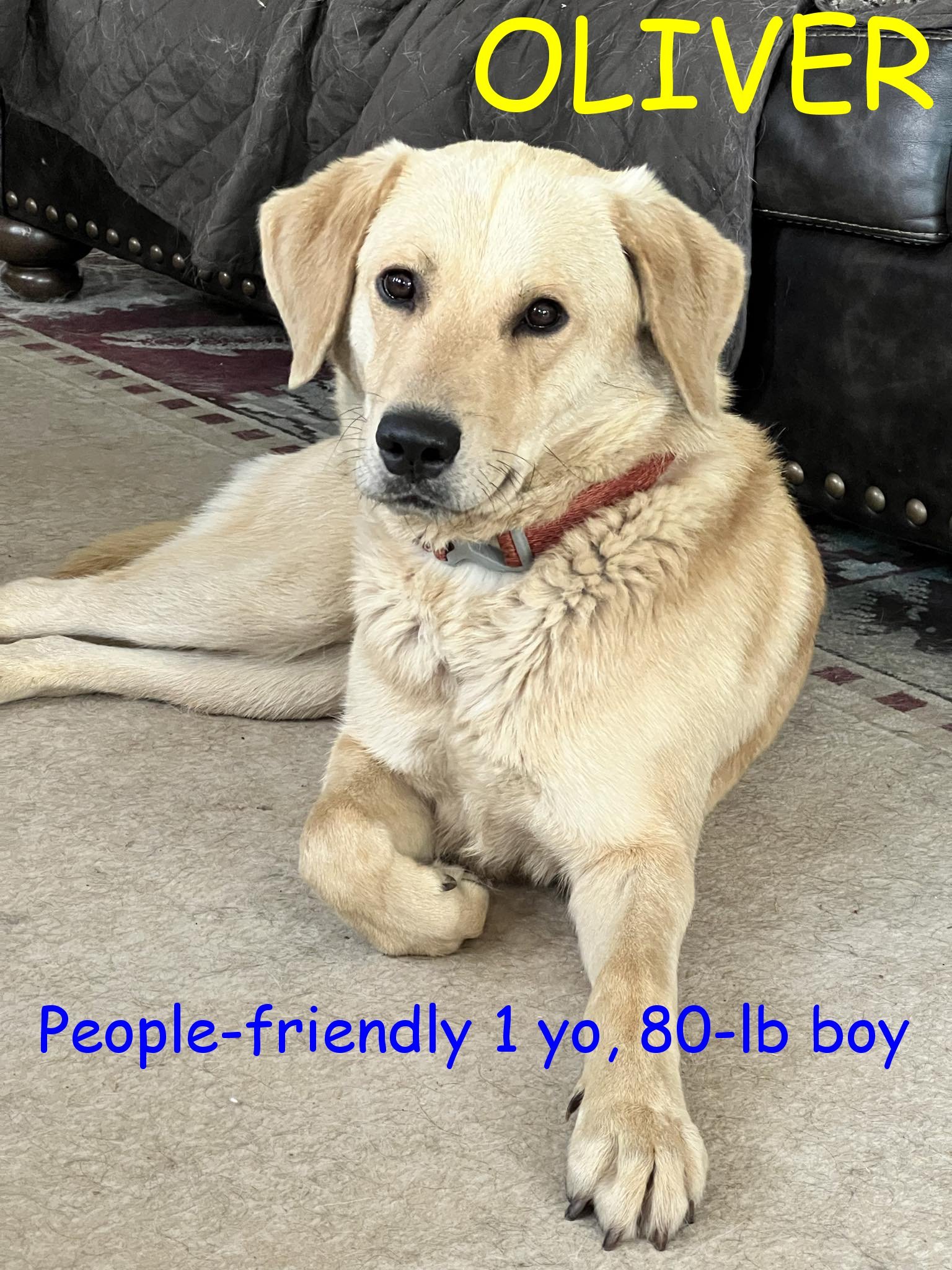 OLIVER, an adoptable Labrador Retriever in Jerome, ID, 83338 | Photo Image 5
