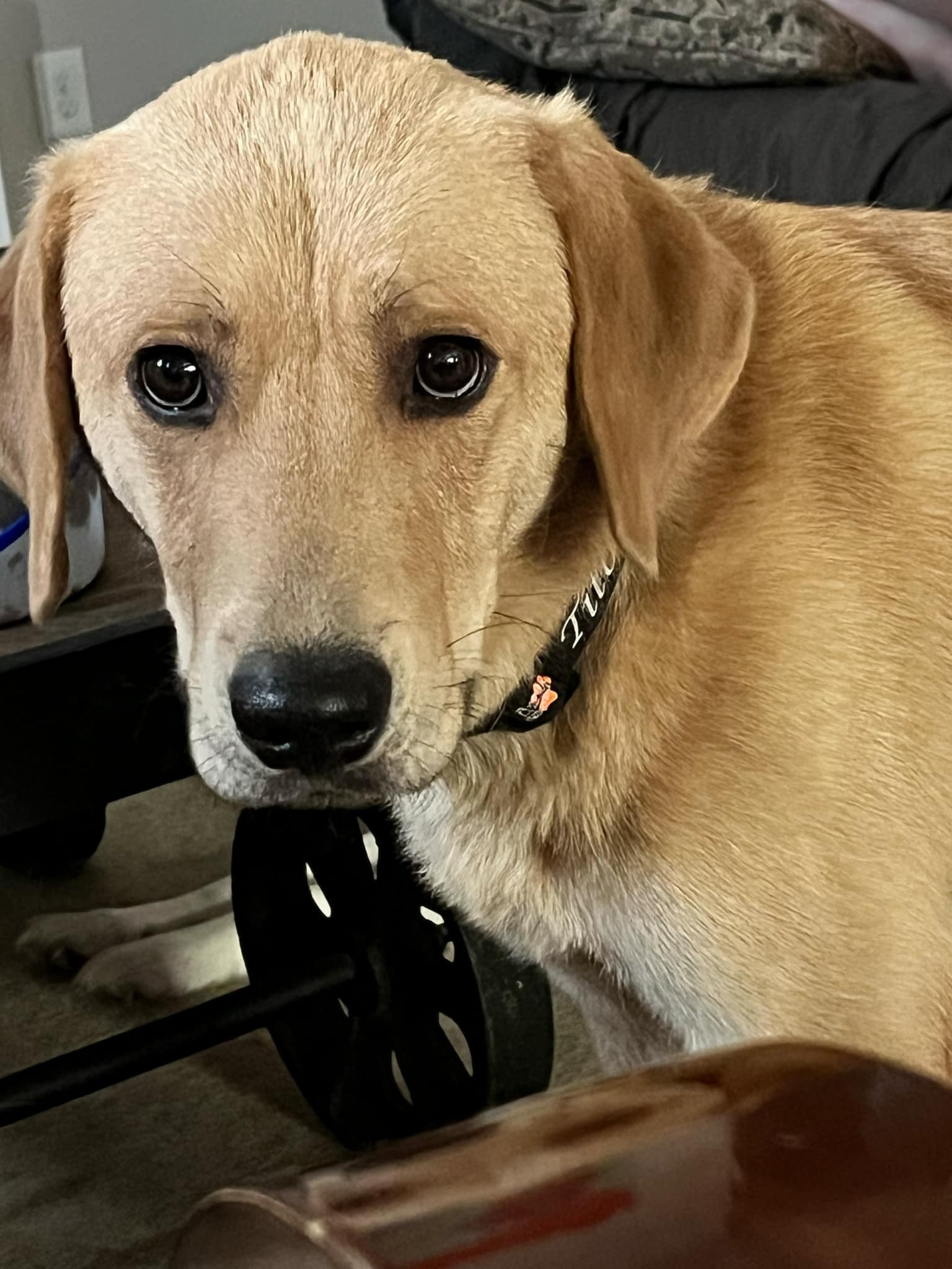 OLIVER, an adoptable Labrador Retriever in Jerome, ID, 83338 | Photo Image 6