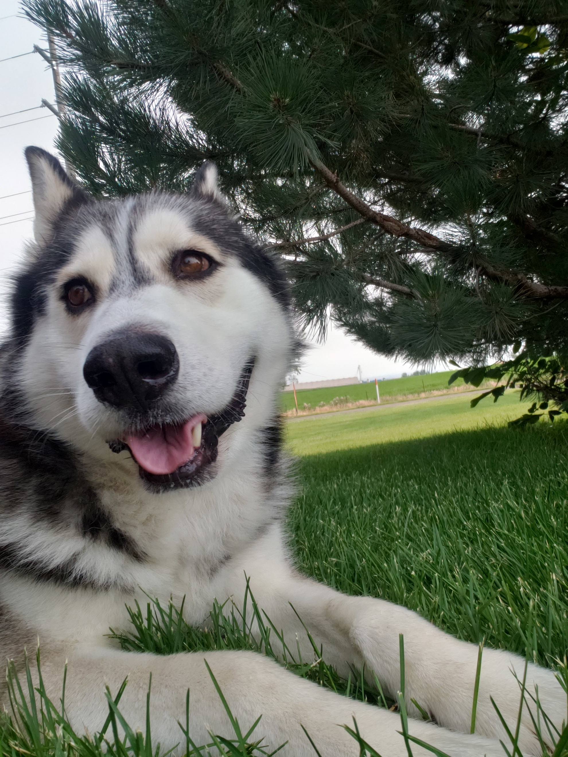COMET, an adoptable Husky, Alaskan Malamute in Jerome, ID, 83338 | Photo Image 1