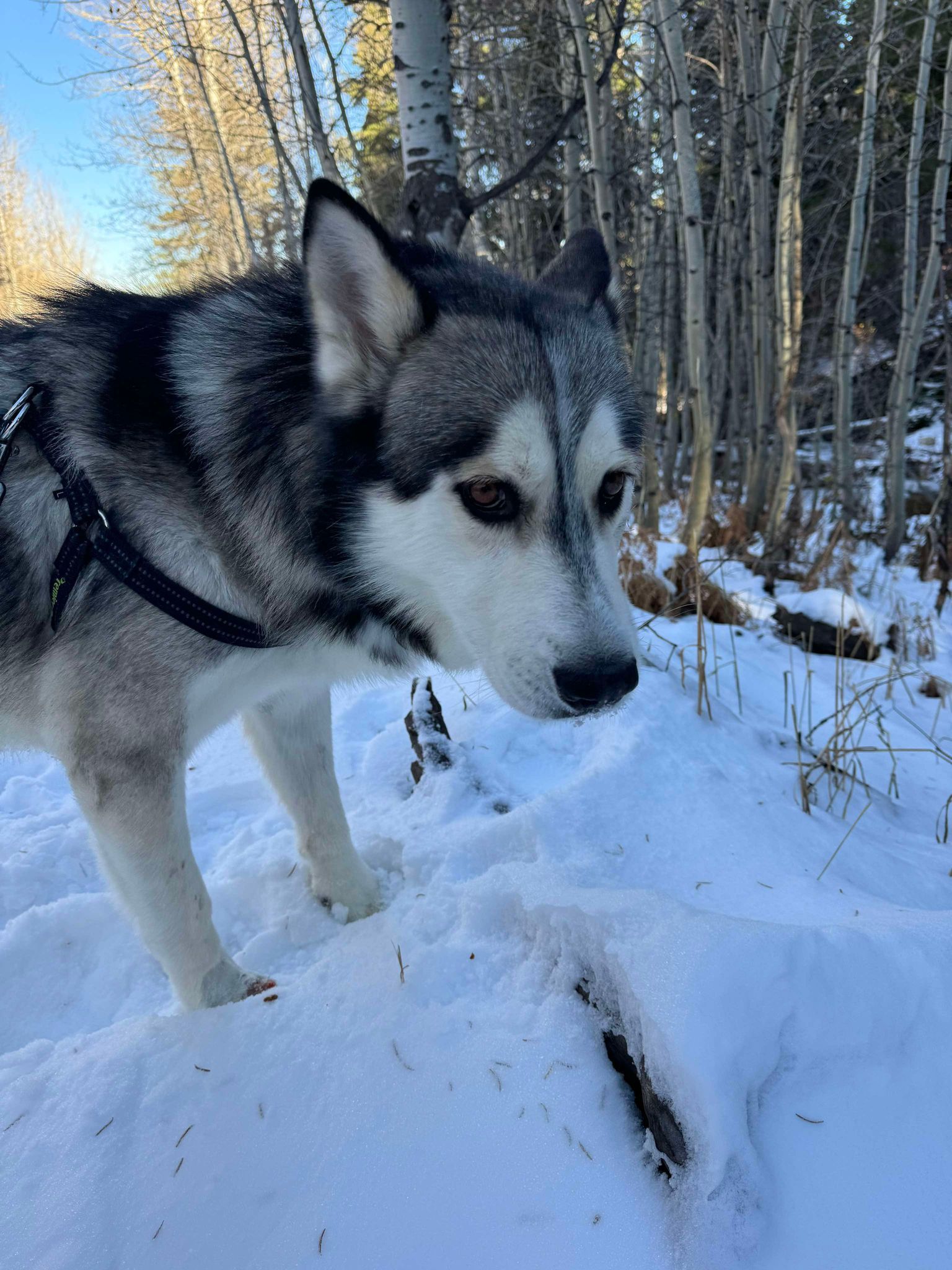 COMET, an adoptable Husky, Alaskan Malamute in Jerome, ID, 83338 | Photo Image 2