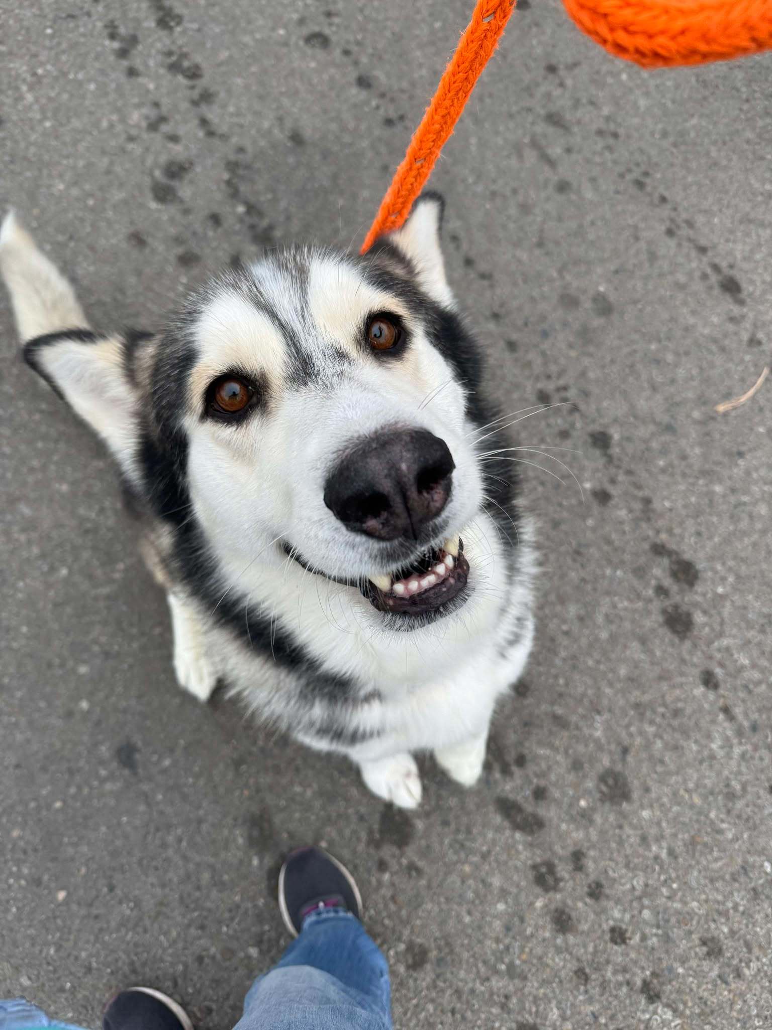 COMET, an adoptable Husky, Alaskan Malamute in Jerome, ID, 83338 | Photo Image 3