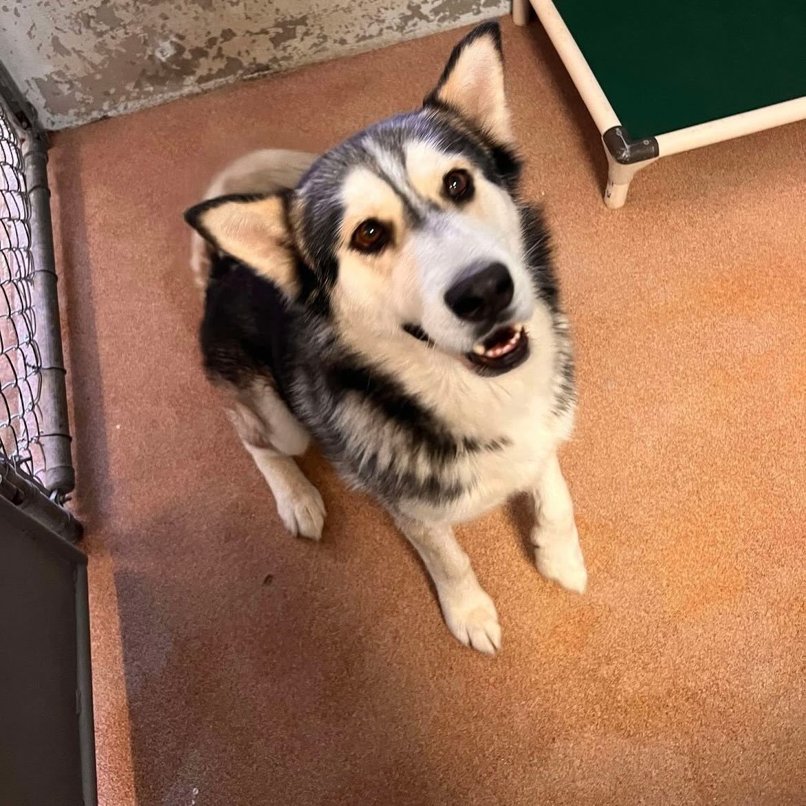 COMET, an adoptable Husky, Alaskan Malamute in Jerome, ID, 83338 | Photo Image 4