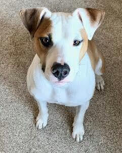 Jackson, an adoptable Pit Bull Terrier in Jerome, ID, 83338 | Photo Image 1