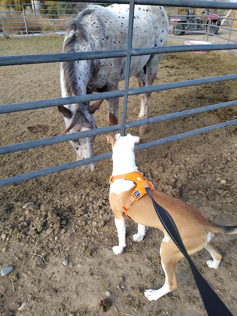 Jackson, an adoptable Pit Bull Terrier in Jerome, ID, 83338 | Photo Image 5