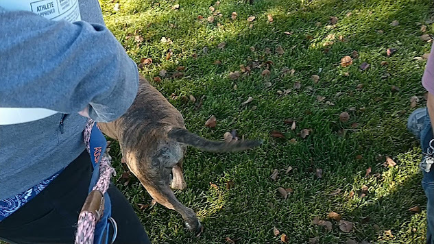 Charm, an adoptable Boxer in Jerome, ID, 83338 | Photo Image 3