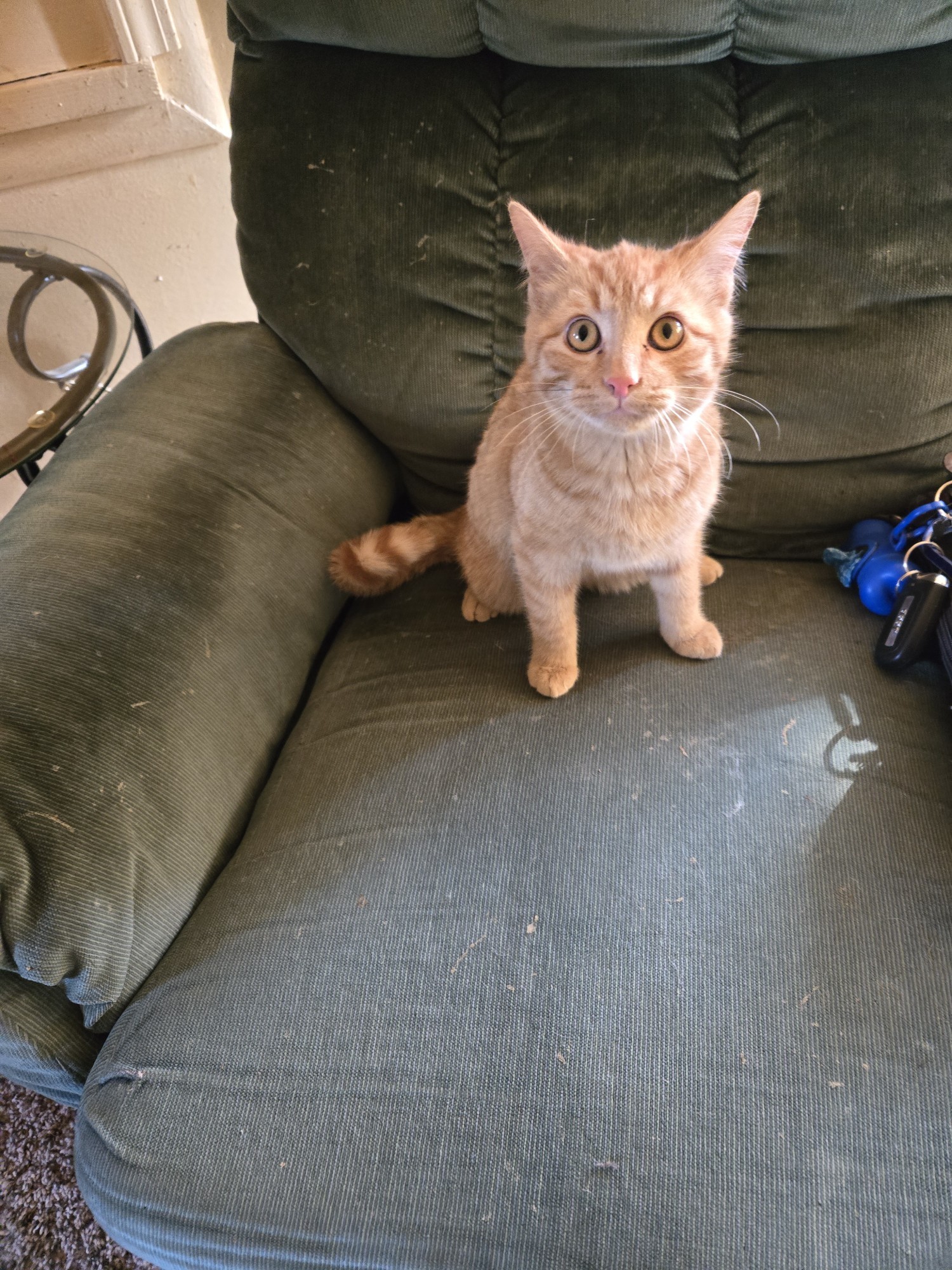 Clarence, an adoptable Domestic Short Hair in Jerome, ID, 83338 | Photo Image 1