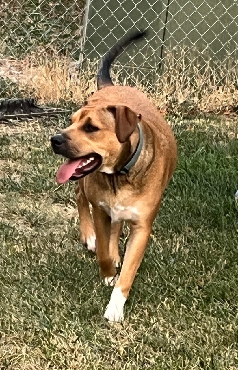 Ryder, an adoptable Australian Kelpie, Pit Bull Terrier in Jerome, ID, 83338 | Photo Image 1