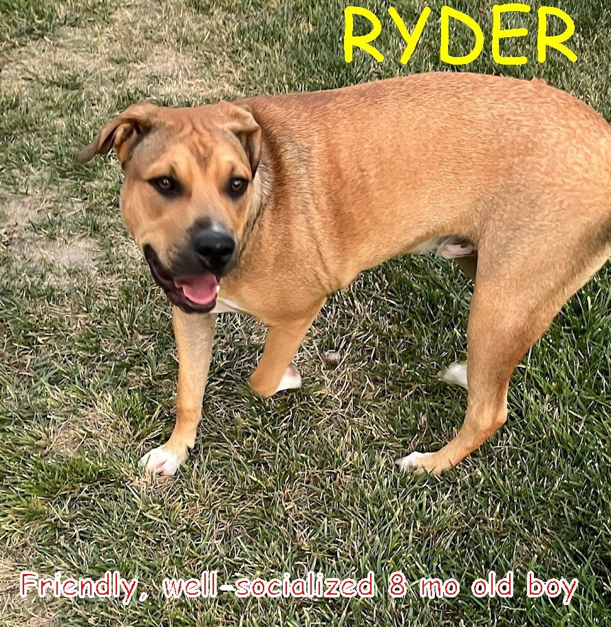 Ryder, an adoptable Australian Kelpie, Pit Bull Terrier in Jerome, ID, 83338 | Photo Image 2