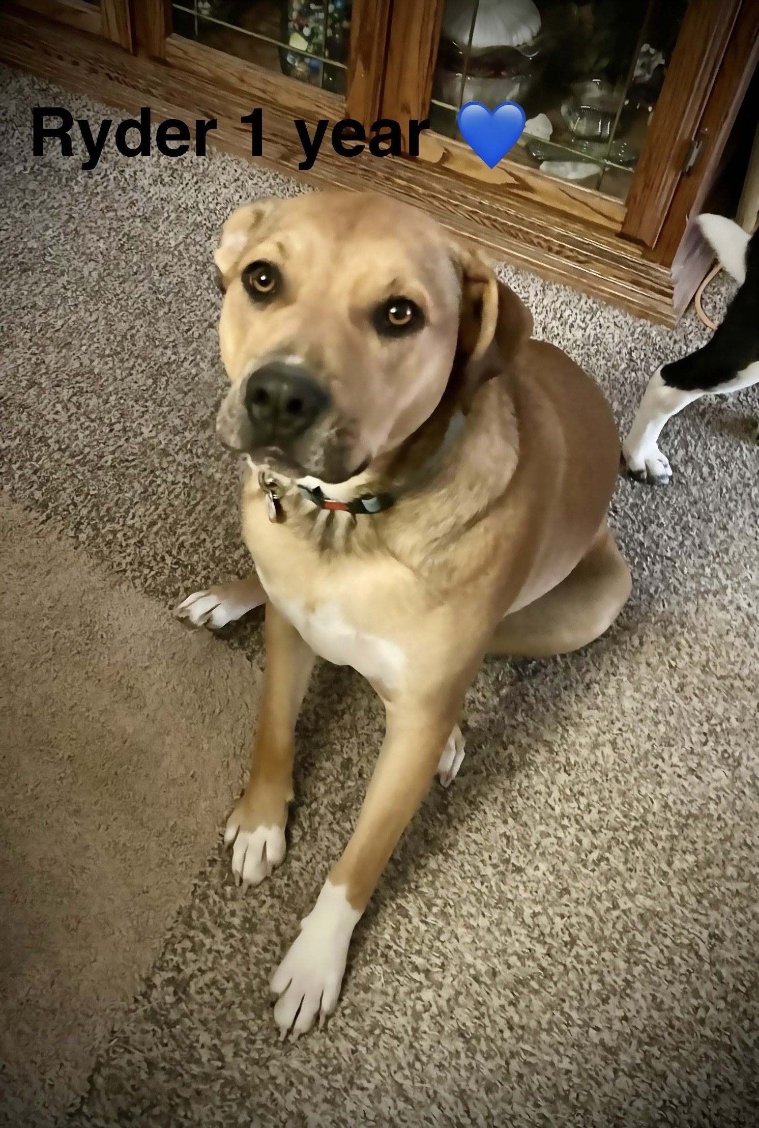 Ryder, an adoptable Australian Cattle Dog / Blue Heeler, Australian Kelpie in Jerome, ID, 83338 | Photo Image 2