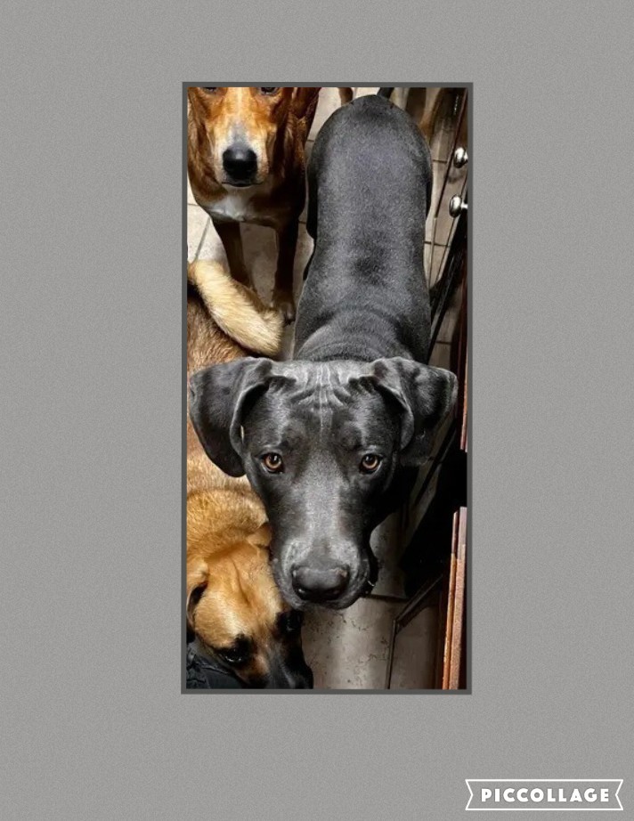 GEMMA, an adoptable Great Dane in Jerome, ID, 83338 | Photo Image 1