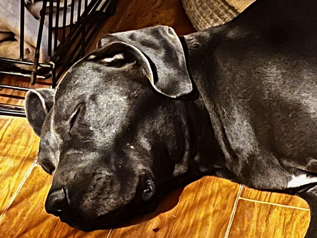 GEMMA, an adoptable Great Dane in Jerome, ID, 83338 | Photo Image 2