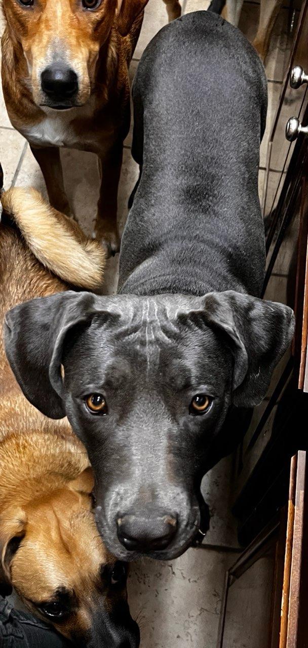 GEMMA, an adoptable Great Dane in Jerome, ID, 83338 | Photo Image 3