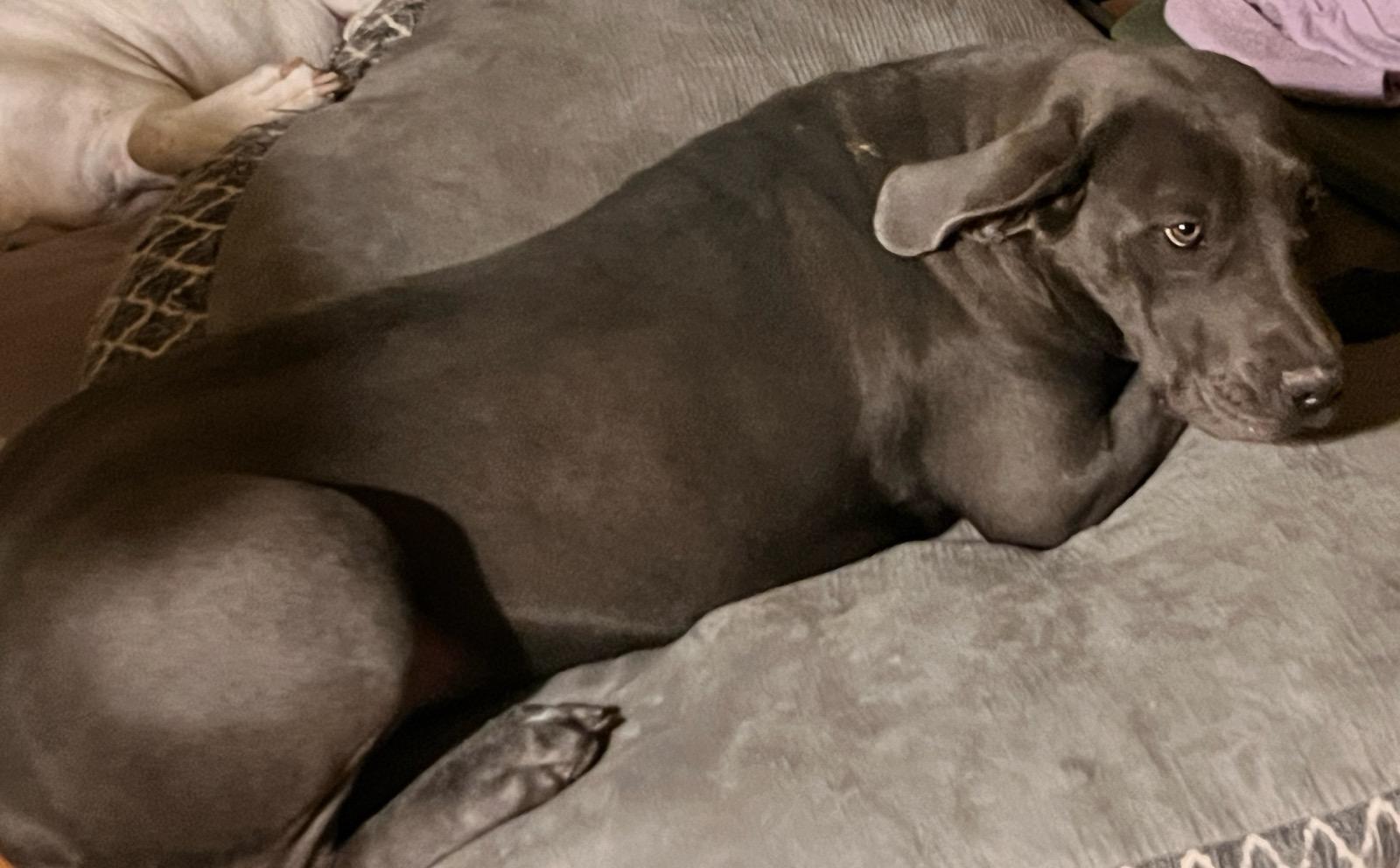 GEMMA, an adoptable Great Dane in Jerome, ID, 83338 | Photo Image 4