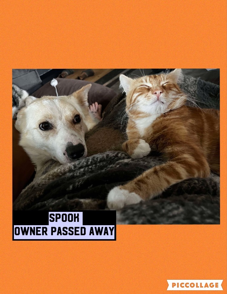 Spook