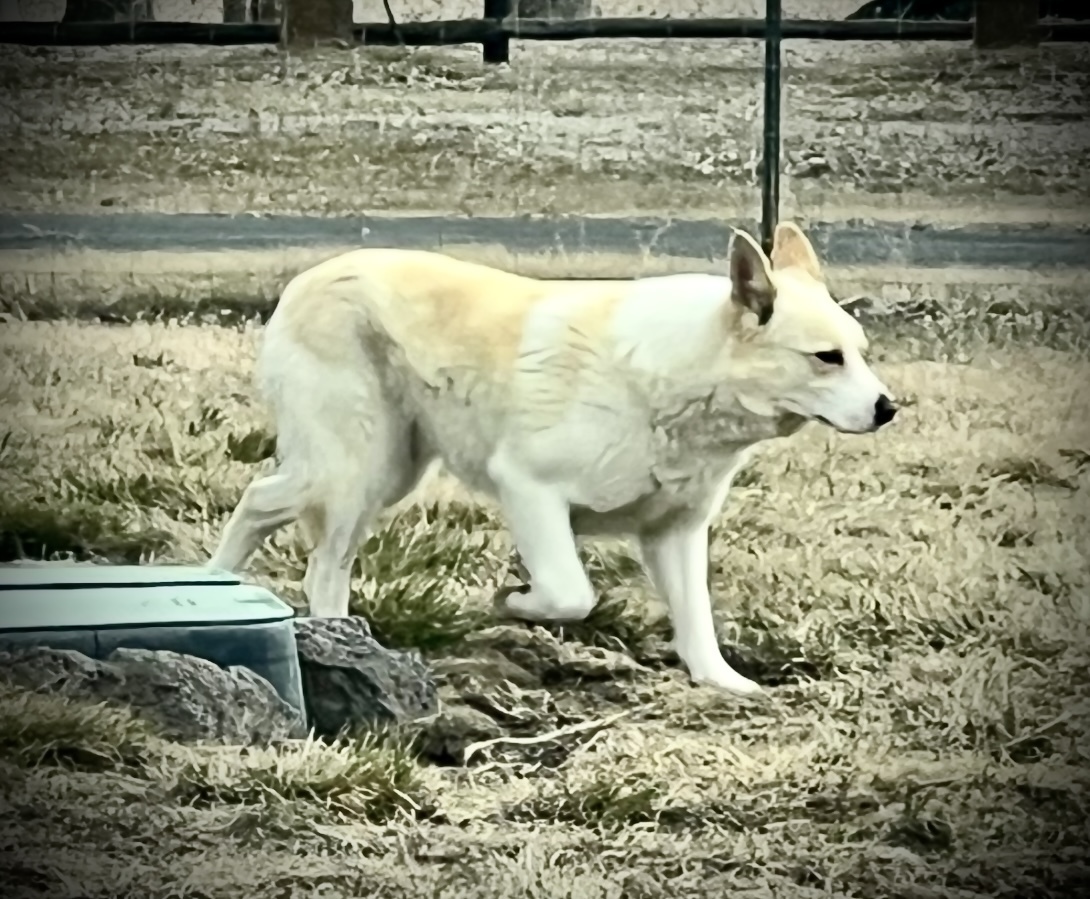 Spook, an adoptable Australian Kelpie, Lancashire Heeler in Jerome, ID, 83338 | Photo Image 3