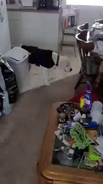 Ghost, an adoptable Pit Bull Terrier in Jerome, ID, 83338 | Photo Image 5