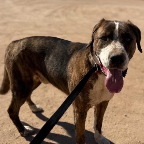 Atlas aka Giant