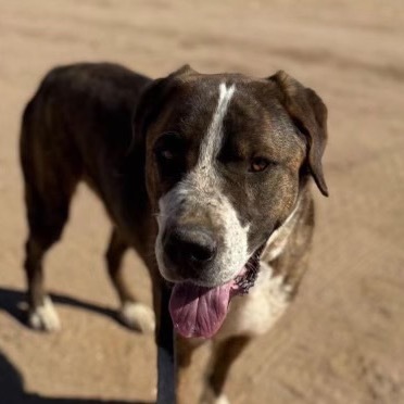 Atlas aka Giant