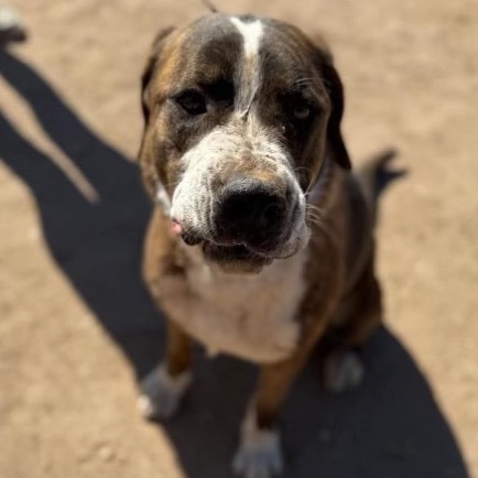 Atlas aka Giant