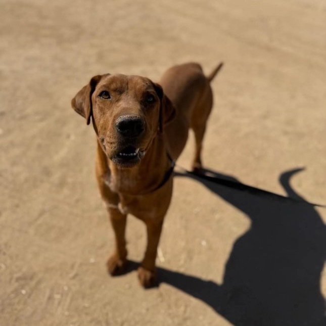 Sawyer