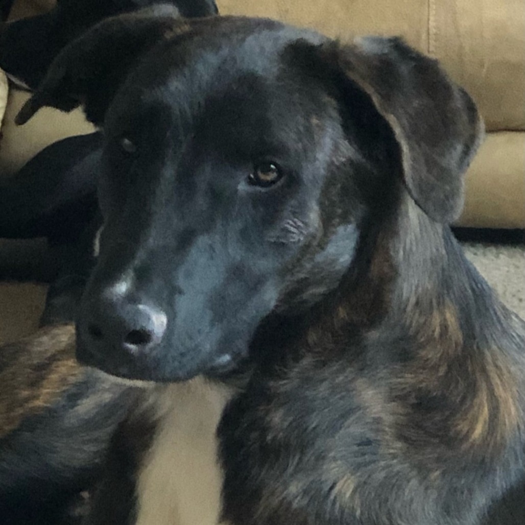 Bronson aka Goofy