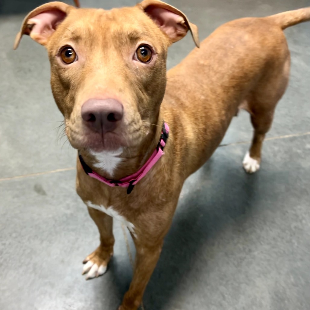 Lulu, an adoptable Pit Bull Terrier, American Staffordshire Terrier in Idaho Falls, ID, 83402 | Photo Image 1