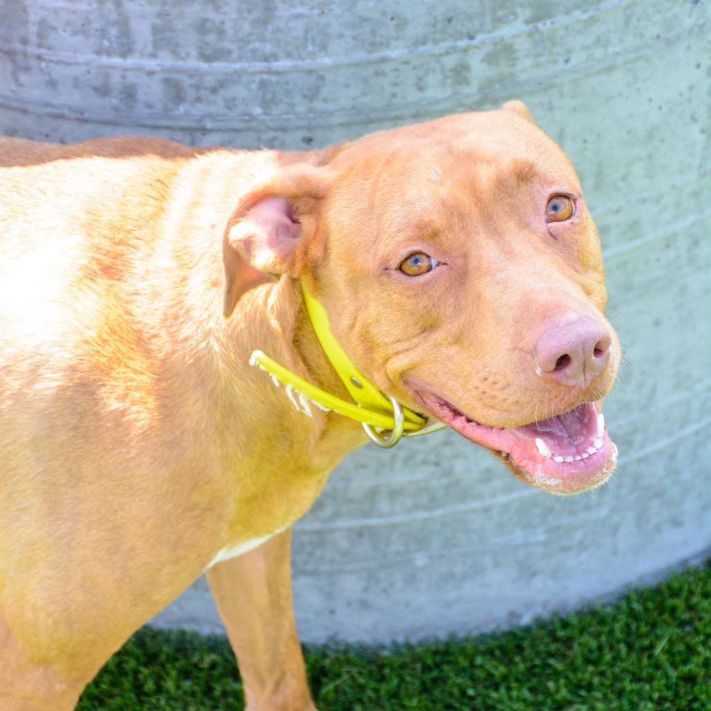 Lulu, an adoptable Pit Bull Terrier, American Staffordshire Terrier in Idaho Falls, ID, 83402 | Photo Image 1