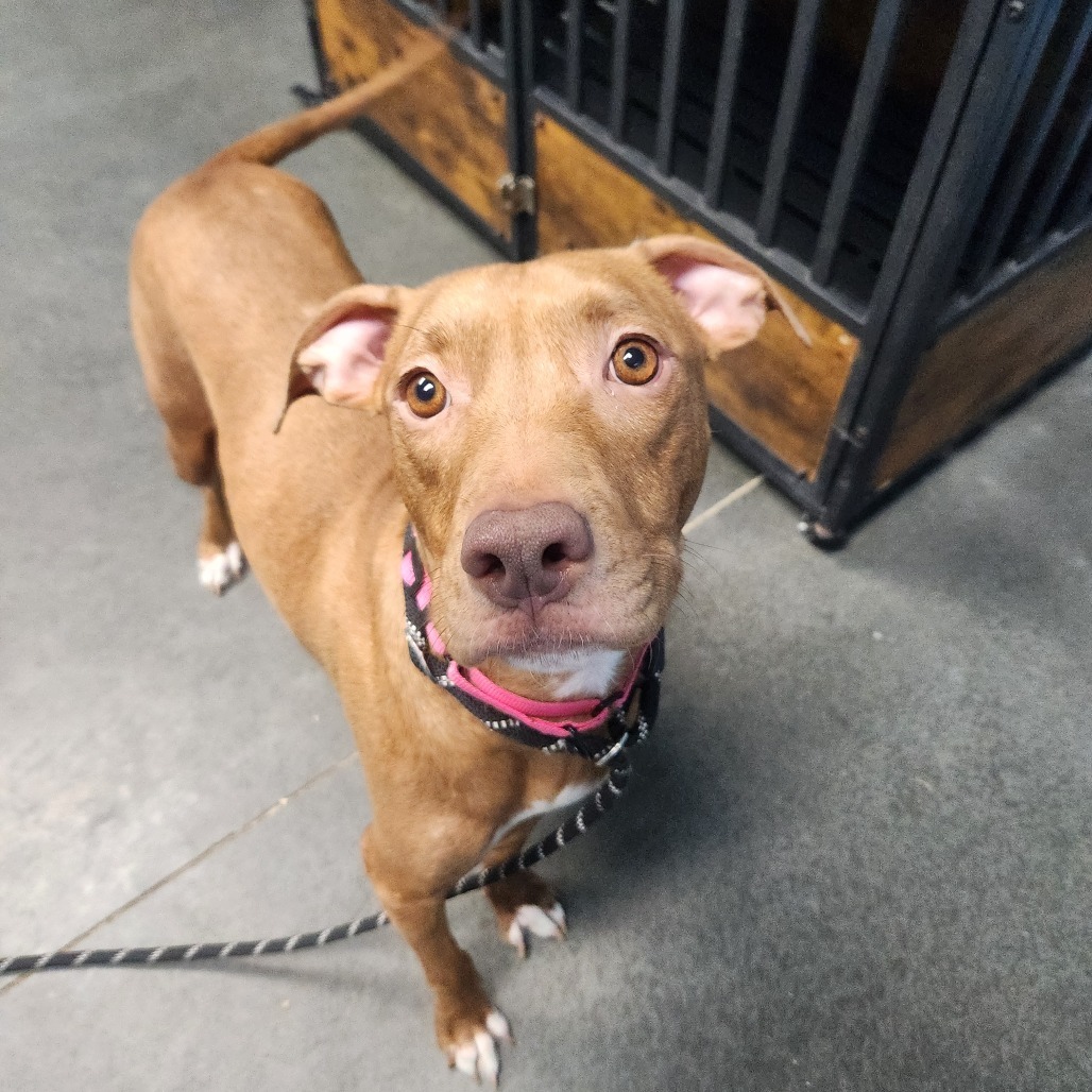 Lulu, an adoptable Pit Bull Terrier, American Staffordshire Terrier in Idaho Falls, ID, 83402 | Photo Image 2