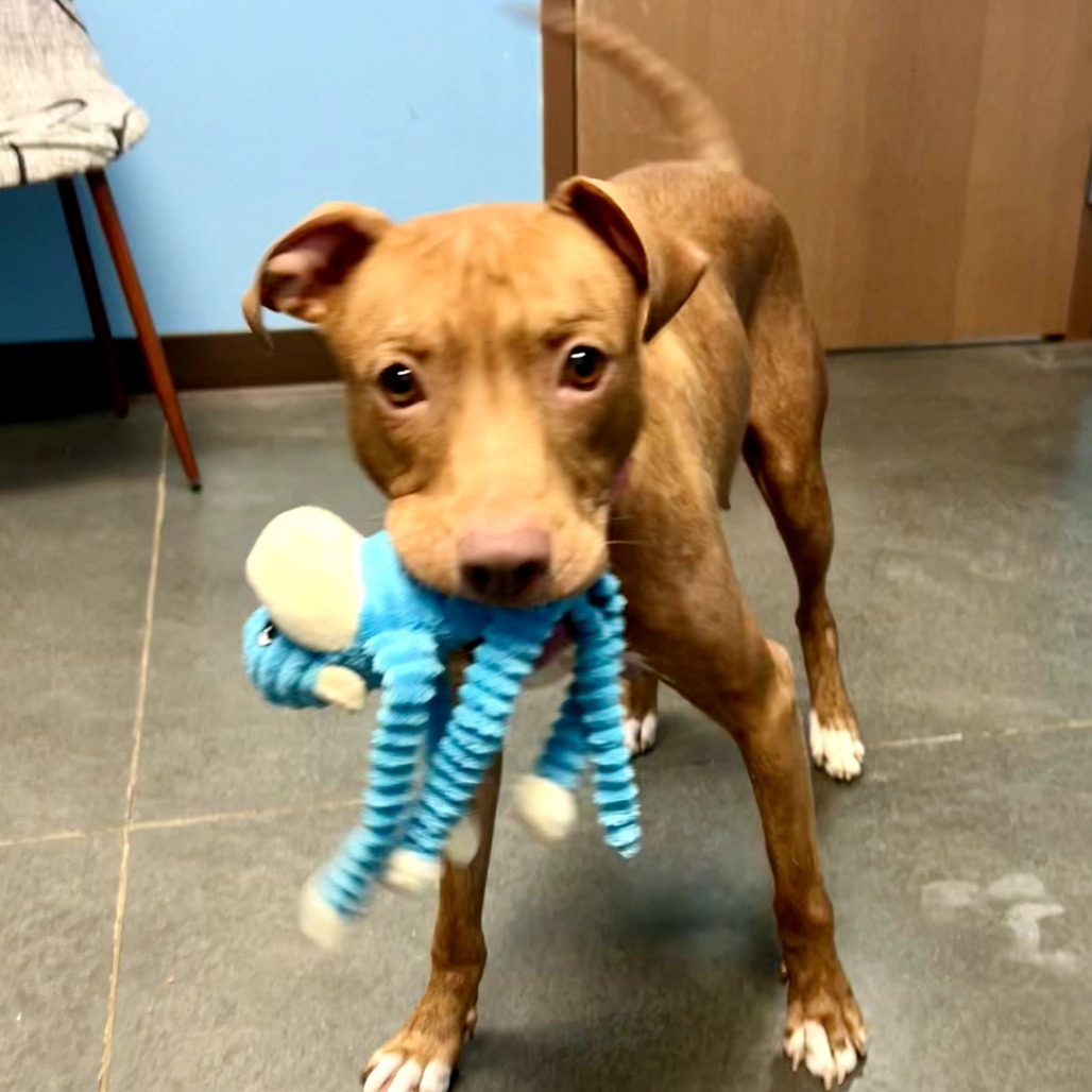 Lulu, an adoptable Pit Bull Terrier, American Staffordshire Terrier in Idaho Falls, ID, 83402 | Photo Image 3