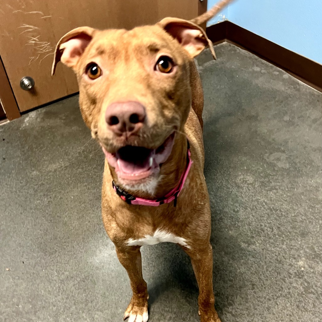 Lulu, an adoptable Pit Bull Terrier, American Staffordshire Terrier in Idaho Falls, ID, 83402 | Photo Image 4