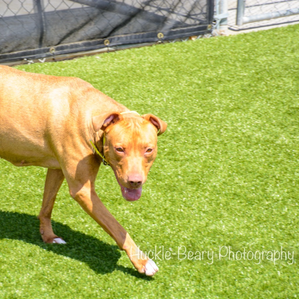 Lulu, an adoptable Pit Bull Terrier, American Staffordshire Terrier in Idaho Falls, ID, 83402 | Photo Image 6
