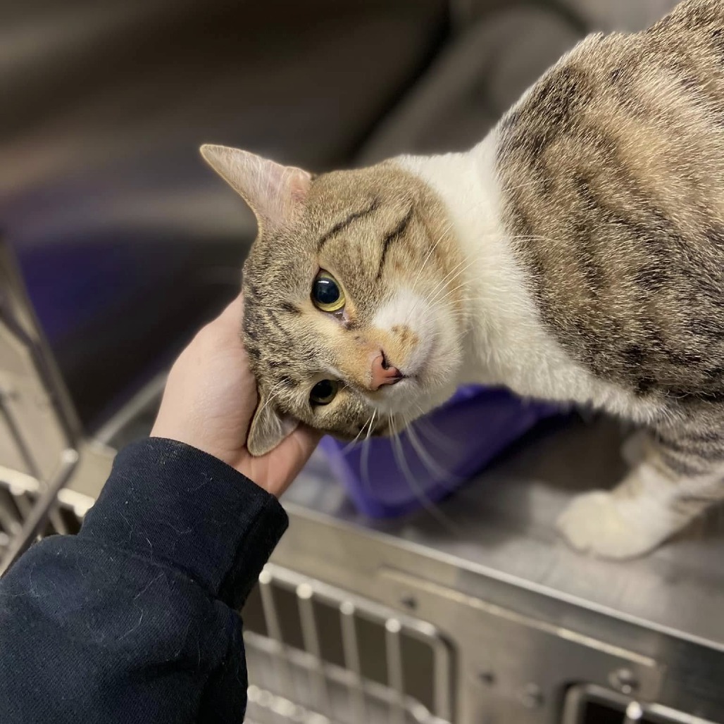 Tony Stark, an adoptable Domestic Short Hair in Spokane, WA, 99202 | Photo Image 1