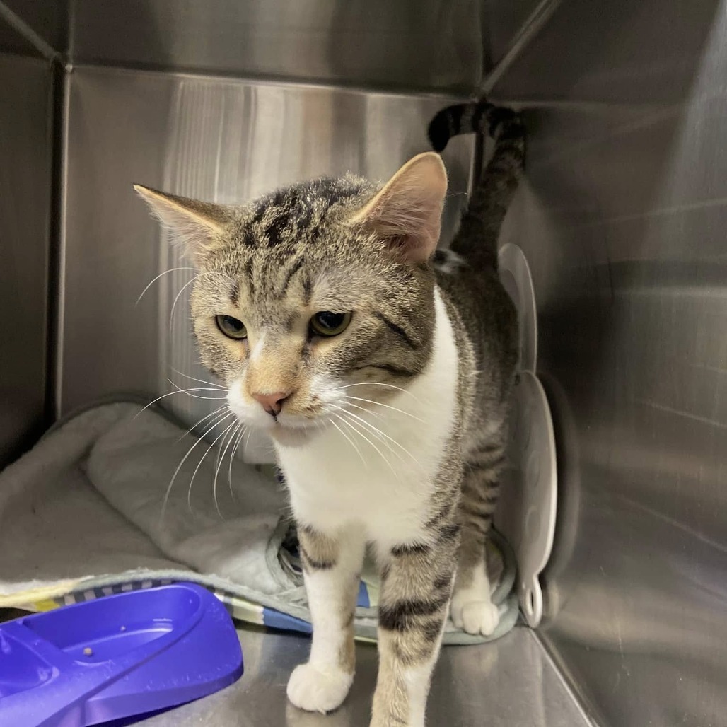 Tony Stark, an adoptable Domestic Short Hair in Spokane, WA, 99202 | Photo Image 2