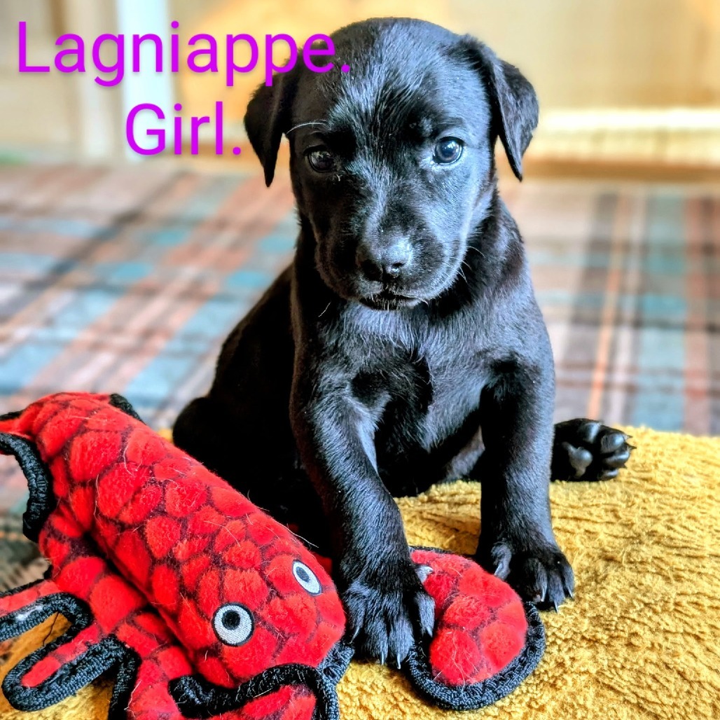 Lagniappe
