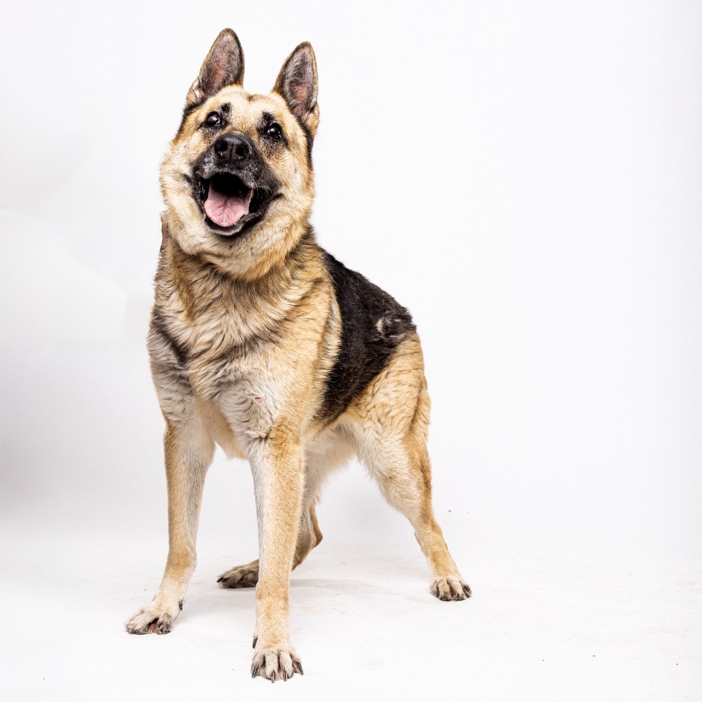 Gordon, an adoptable German Shepherd Dog in El Paso, TX, 79906 | Photo Image 1