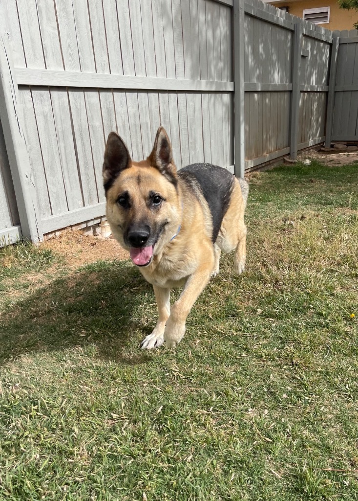 Gordon, an adoptable German Shepherd Dog in El Paso, TX, 79906 | Photo Image 2