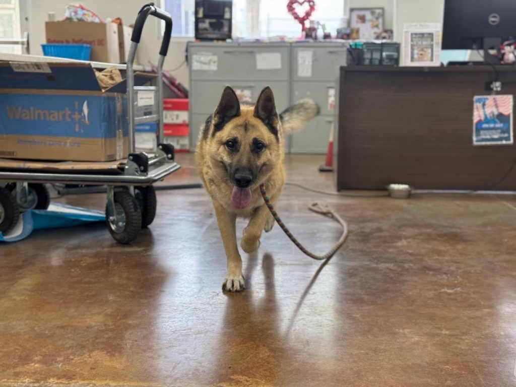 Gordon, an adoptable German Shepherd Dog in El Paso, TX, 79906 | Photo Image 3