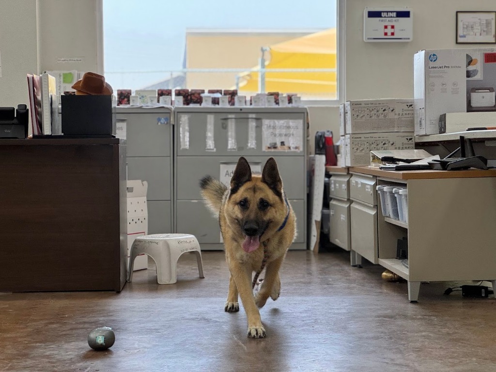 Gordon, an adoptable German Shepherd Dog in El Paso, TX, 79906 | Photo Image 4