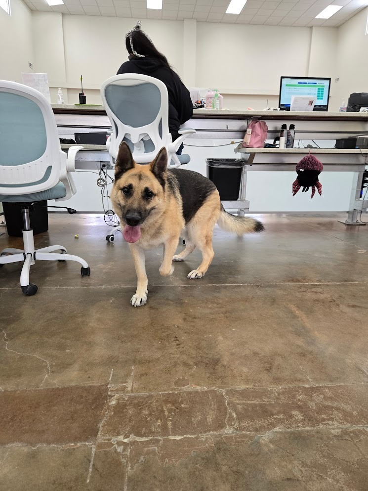 Gordon, an adoptable German Shepherd Dog in El Paso, TX, 79906 | Photo Image 6
