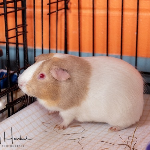 Lola