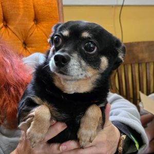 Darla Chihuahua Dog