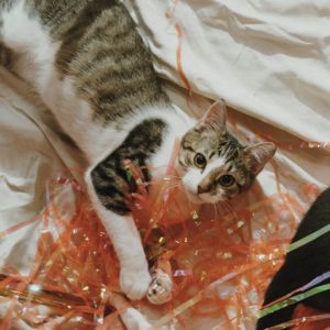 Butternut Domestic Short Hair Cat