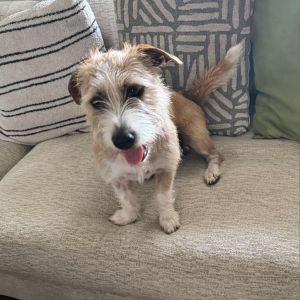 Found as stray
