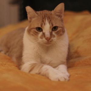 Apple Pie is a true cuddle bug who wants nothing more than to be with you Hell head-butt you until