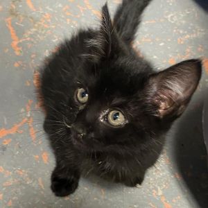 Chicory Domestic Short Hair Cat