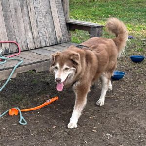 Handsome Harry (AKA Dogitty Dog) Husky Dog